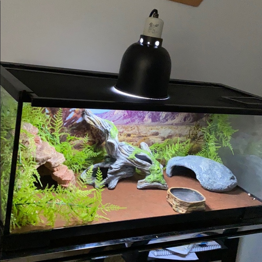 Reptile (leopard Gecko) Tank - Picture 1 of 6